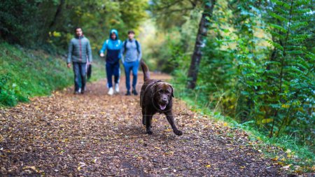 Téléchargez les photos : Récupérateur de labrador au chocolat marchant dans la forêt d'automne - en image libre de droit
