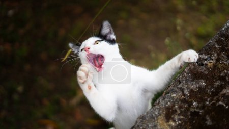 Téléchargez les photos : Chat blanc et noir prêt à attaquer en vous regardant et rugissant - en image libre de droit