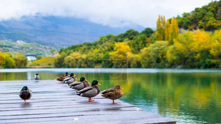 Téléchargez les photos : Canards sur jetée en bois relaxant et rafraîchissant sur beau paysage d'automne dans un grand lac - en image libre de droit