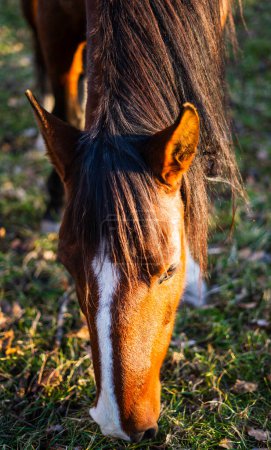 Horse portrait while eating grass. golden hour