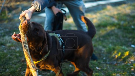 Playing with a chocolate labrador dog with stick. Human hand holding stick and happy puppy on the grass. Sunset. Golden hour