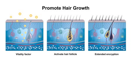 Phase de croissance des cheveux, diagramme d'anatomie des cheveux humains. AD pour l'huile ou le sérum pour la croissance des cheveux