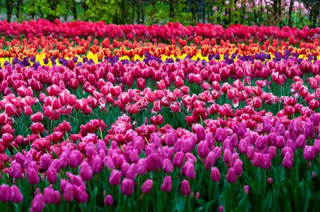 Téléchargez les photos : Keukenhof parc aux Pays-Bas - meilleur parc de fleurs - en image libre de droit