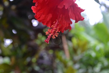 Photo for Red Flower Click on Nikon D3100 - Royalty Free Image