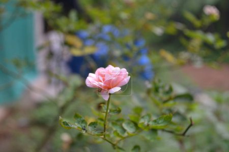 Photo for Rose Flower Click on Nikon D3100 - Royalty Free Image