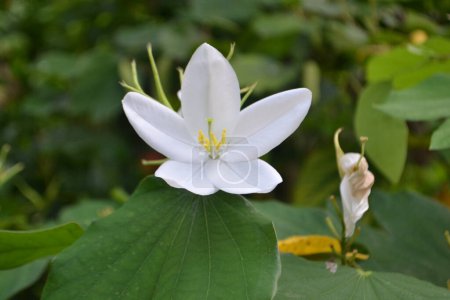 Photo for White Flower Click on Nikon D3100 - Royalty Free Image
