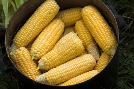 Photo for Corn on the cob - Royalty Free Image