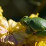 yellow - colored frog sitting on the flower