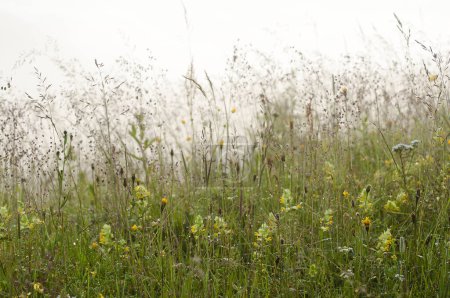 Téléchargez les photos : Fleurs sauvages sur le champ - en image libre de droit