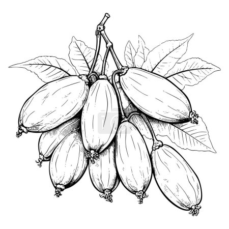 Illustration for Carambola Coloring Pages for Kids - Royalty Free Image