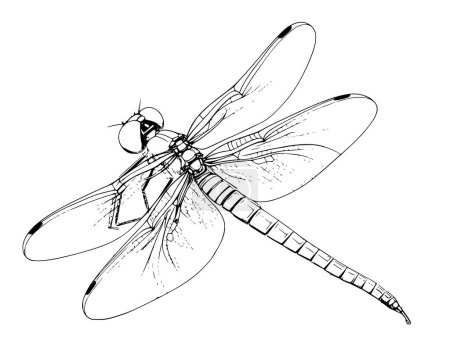 Damselfly Coloring Page For Kids