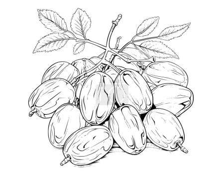 Illustration for Dates Fruit Coloring Pages for Kids - Royalty Free Image