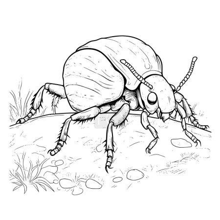 Dung Beetle Coloring Page For Kids