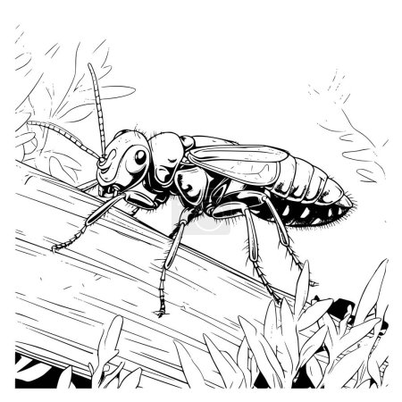 Earwigs Coloring Page for Kids