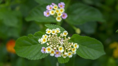 Téléchargez les photos : Belle fleur de camara Vente Lantana dans le jardin, fleur rose et blanche, vue rapprochée. - en image libre de droit