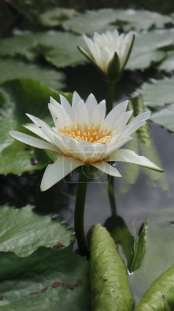 Portrait de belles fleurs de lotus blanc poussant sur l'eau.