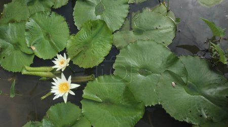 Portrait de belles fleurs de lotus blanc poussant sur l'eau.
