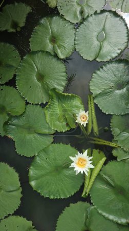Portrait de belles fleurs de lotus blanc poussant sur l'eau. Angle de vue supérieur