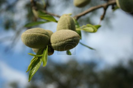 Mandelfrüchte auf einem Zweig, Nahaufnahme Fruchtstruktur, unscharfer Hintergrund