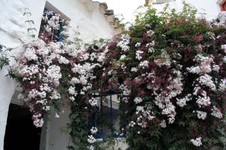 Photo for Spanish jasmine in bloom at the entrance of a house in Andalusia, flowery aromas, welcome to the casita - Royalty Free Image