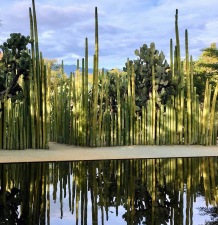 Téléchargez les photos : Reflet des plantes de cactus et de poires piquantes dans le jardin de oaxaca - en image libre de droit