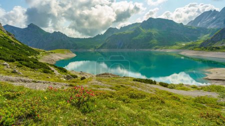Red alpine roses on a mountain meadow, with a lake and rocky mountains in the background. beautiful turquoise water between steep stony slopes. electric reservoir from Brand, Vorarlberg, Austria