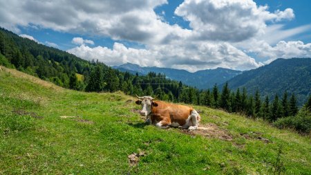 Photo for Cows crossing the alpine road on farmland in Vorarlberg, Austria. Free-ranging cow in an alpine settlement. cows and cattle roam freely. Alpine three-stage farming in practice - Royalty Free Image