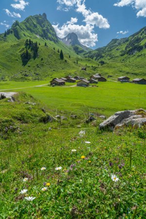 Foto de Asentamiento alpino en el gran valle de Walser con casas de madera en prados llenos de flores y montañas empinadas y pedregosas en el fondo, alpes con vacas, verano alpino con agricultura - Imagen libre de derechos