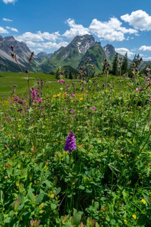 Foto de Flores alpinas en prados de colores y el pico llamado pared roja en el gran valle de Walser, con montañas rocosas, pendientes empinadas, pedregosas y rocas en el pasto, en un día soleado de verano en Vorarlberg - Imagen libre de derechos