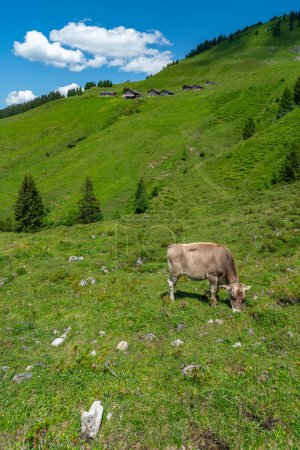 Photo for Cow lies on the hiking trail, many cows with different colors on the green pasture in Vorarlberg, Austria. Cow and cattle on the alp, meadow with colorful flowers - Royalty Free Image
