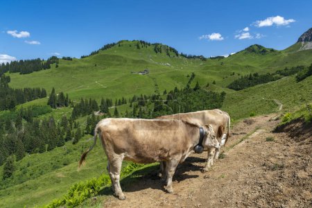 Photo for Cow lies on the hiking trail, many cows with different colors on the green pasture in Vorarlberg, Austria. Cow and cattle on the alp, meadow with colorful flowers - Royalty Free Image