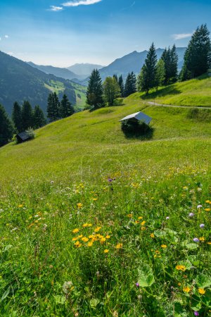 Foto de Casas rurales alpinas en verdes prados florecidos entre montañas escarpadas en los Alpes de Austria. hermosa vista con flores en pastos y bosques. Granja alpina de tres etapas en el valle de Great Walser - Imagen libre de derechos