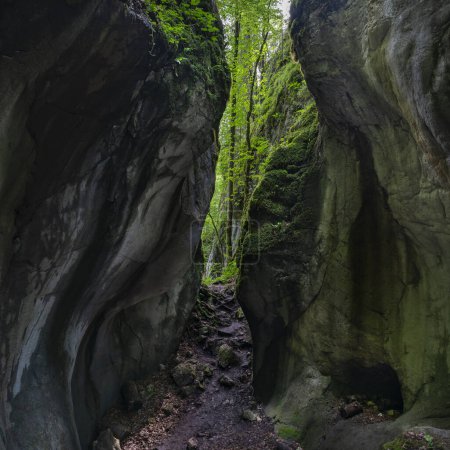 Téléchargez les photos : Une grotte qui est ouverte au sommet et laisse entrer la lumière à travers la fissure, envahie de plantes. Le Kirchle près de Dornbirn est un lieu de conte de fées, caché dans la forêt sur une colline. Des blocs et de la mousse s'y trouvent - en image libre de droit