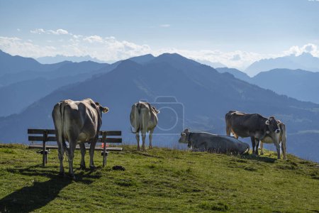 Photo for Cows next to the hiking trail, many cows with different colors on the green pasture in Vorarlberg, Austria. Cow and cattle on the alp, meadow with yellow grass and mountains in background, - Royalty Free Image