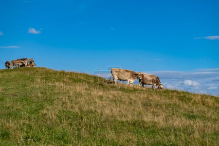 Photo for Cows next to the hiking trail, many cows with different colors on the green pasture in Vorarlberg, Austria. Cow and cattle on the alp, meadow with yellow grass and mountains in background, - Royalty Free Image