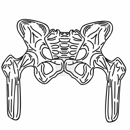 Illustration for Human skeleton - spine, pelvic and thigh bones. With line art graphic style on white background - Royalty Free Image