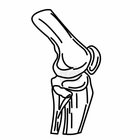 Illustration for Arm bones and elbow joint with thin lines. Suitable for medical use, advertising material on white background. Realistic vector file illustration. - Royalty Free Image