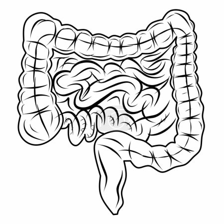 Icono de la línea del intestino grueso y delgado o símbolo del sistema digestivo, sobre fondo blanco