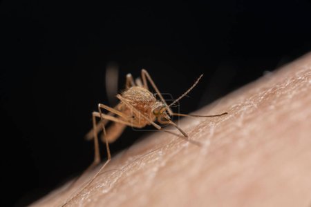 Aedes aegypti Mosquito. Nahaufnahme einer Mücke, die menschliches Blut saugt. Hochwertiges Foto