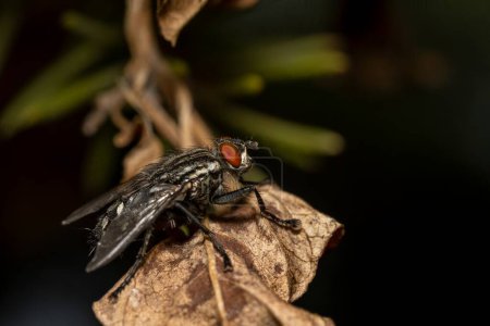 Sarcophaga carnaria, large gray meat fly on a yellow leaf. High quality photo