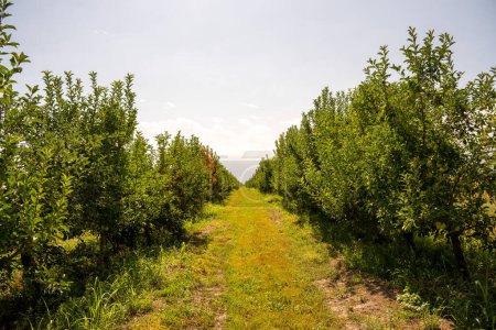 orchard of the orchard in the spring