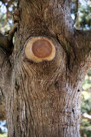 Photo for Close up of tree trunk with limb removed, pruned tree, tree limbs cut back - Royalty Free Image