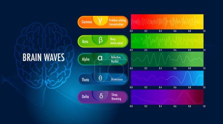 Téléchargez les illustrations : Mesure les ondes cérébrales de différentes fréquences dans le cerveau infographie - en licence libre de droit