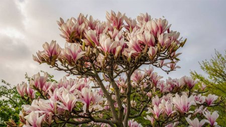 Magnolia Tree In Early Stages Of Shedding Its Delicate