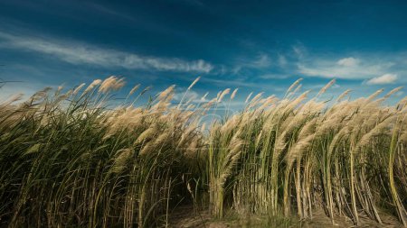 Tall Grasses Blowing In The Wind Against A Blue Sky