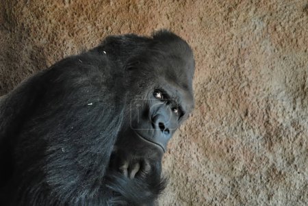 Téléchargez les photos : Portrait de gorille au zoo de Prague. Incroyable regard oeil à oeil. Très intense. - en image libre de droit