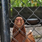 Portrait of the chicken, who looks like prisoner behind the fence. Gallus Gallus domesticus. Small farm in Czech republic.