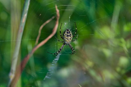 Photo for Black and yellow spider Argiope bruennichi aka wasp spider on his cobweb. Czech republic nature. - Royalty Free Image