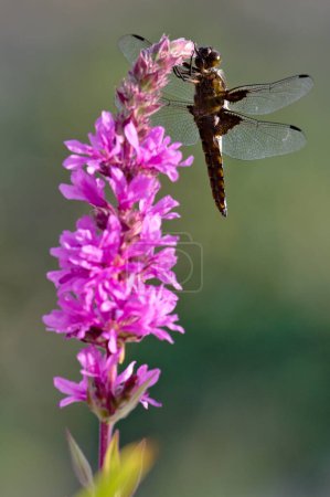 Photo for Libellula depressa dragonfly aka Broad-bodied Chaser is sitting on blooming pink water flower. Isolated on blurred green background. Pond in Czech republic. - Royalty Free Image