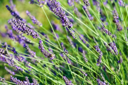 Téléchargez les photos : Levandula herbe aka levander. Belle et étonnante fleur de violette fleurie aromatique. Utilisé dans l'industrie de la cuisine ou cosmétique et beauté. - en image libre de droit